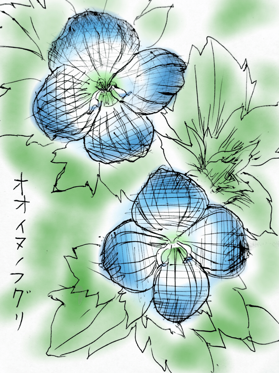 nyago 水彩画 オオイヌノフグリ 花 青 植物画 イラスト 絵 絵画 手描き