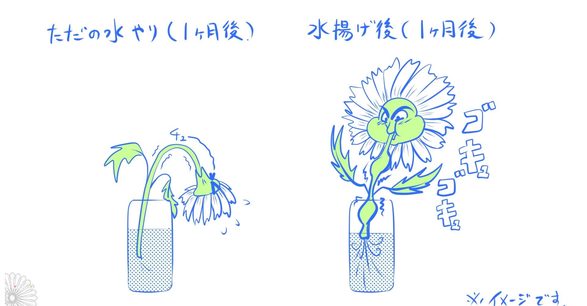 雑な切り口こそ命 菊の水揚げ カイカトカイガ Note