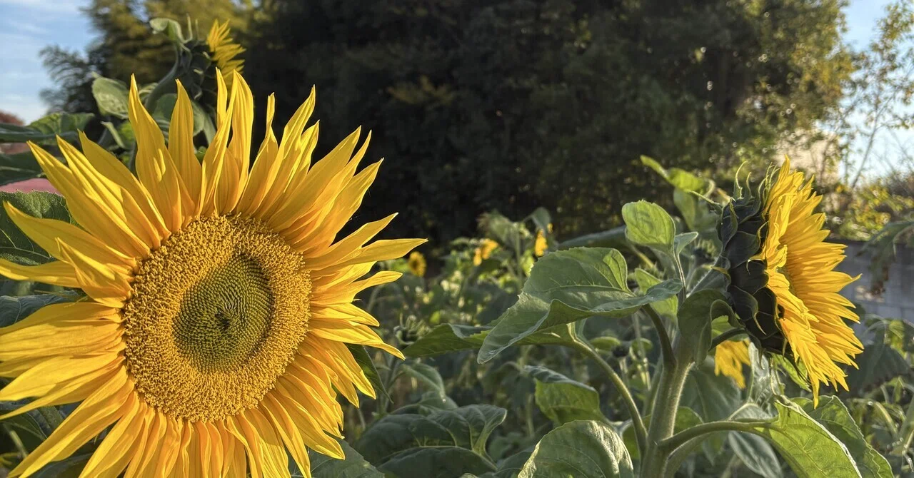 Promise of the Sunflower (Part 1)｜yamato