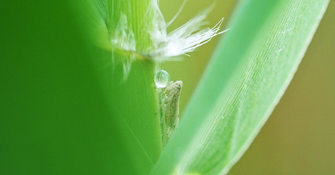 フィールドマクロを撮ってきた Koyoko デザイナー Note フィールドマクロを撮ってきた Koyoko デザイナー Note