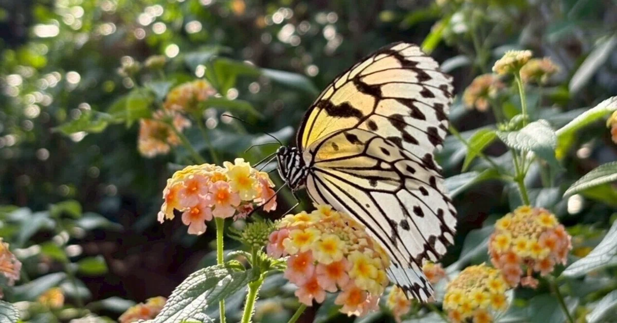 What Is Kindness Examples I wonder what the name of this butterfly is|イントラマート・ジェイエスピー
