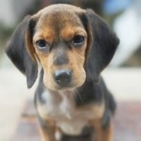 どん兵衛のどんぎつね 実は犬だった 犬の飼い主サポートのplam Note どん兵衛のどんぎつね 実は犬だった 犬の飼い主サポートのplam Note