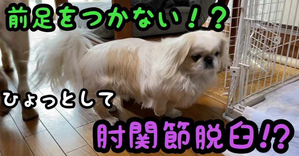 前足をつかない 肘関節脱臼かも ドッグライフサポーター 獅子パパ Note