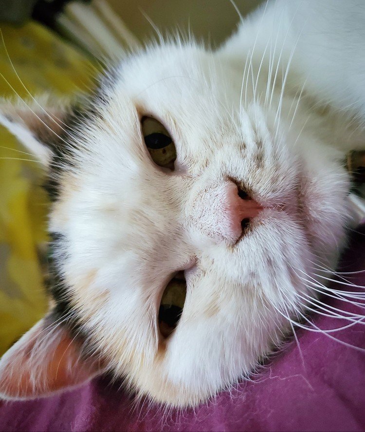 昼寝から目覚めると15cm目の前にこの顔。


#cat #neko #love #猫 #moritaMiW #猫の幸 #猫のいる暮らし #いつも監視されてる #不思議ちゃん 
https://fafacebook.com/cat.sachi.2014
https://insinstagram.com/cacatsachi.dogfu