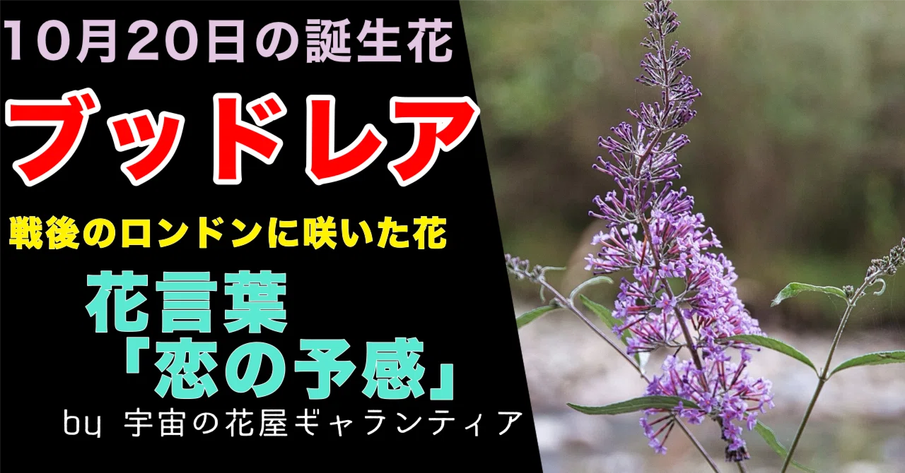 [Flower Encyclopedia] October 20th Birth Flower: 