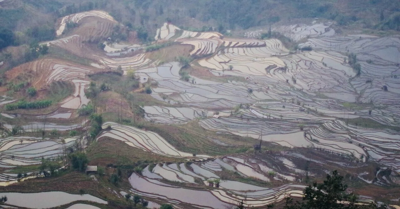 [China Travel] Yunnan Province ③ Yuanyang Hani Rice Terraces｜tucha