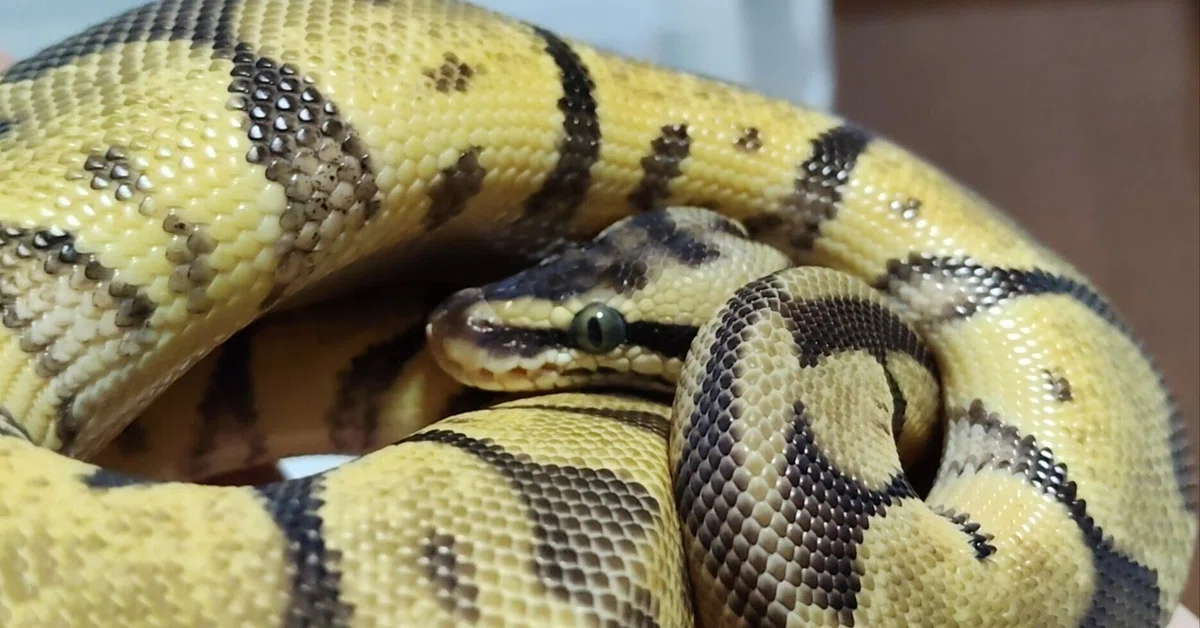 On Keeping Ball Pythons｜ペッパー