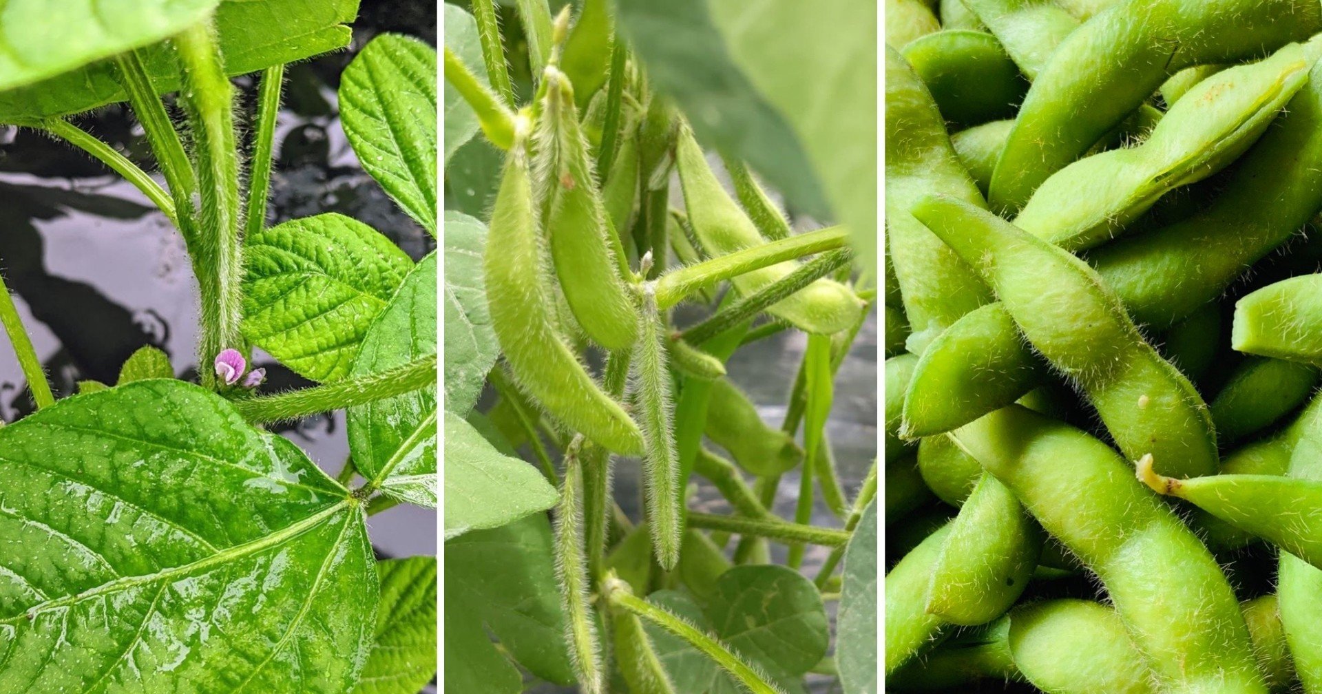 生産者さんの想いにふれよう 8 2 うちたびクッキング 開催報告 赤司展子 Note