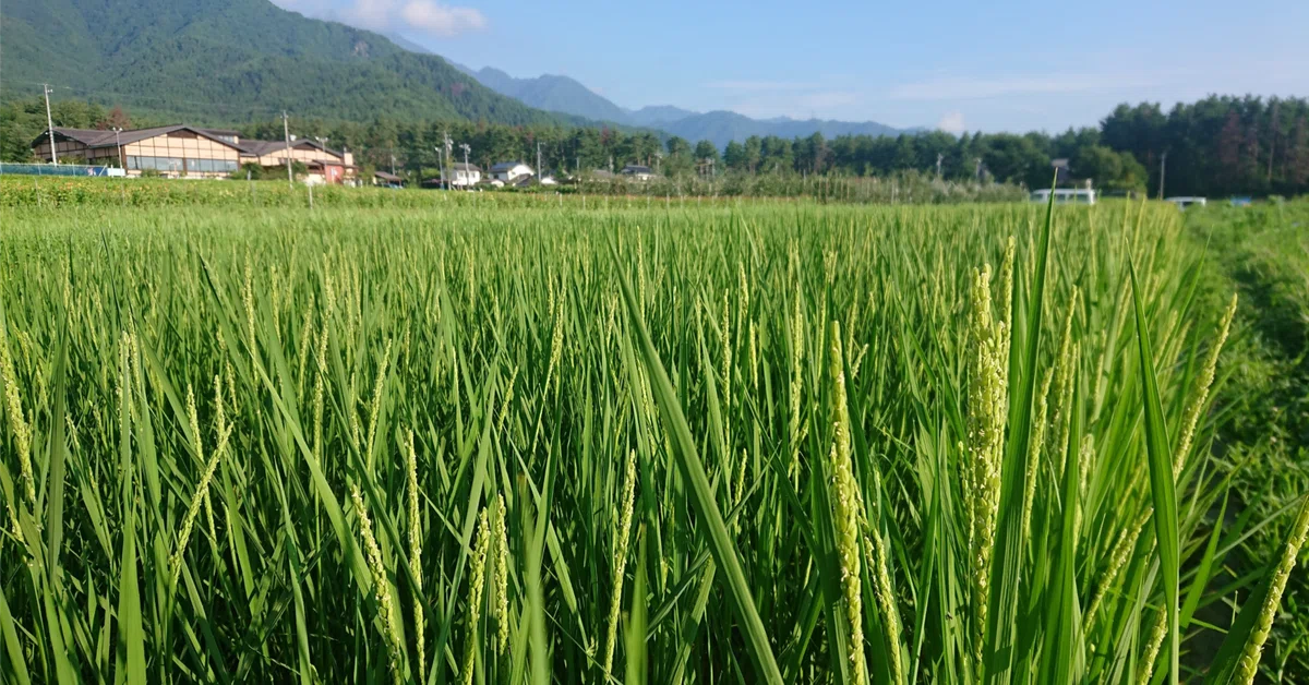 [Natural Cultivation] The Revival of 'Sasanishiki' That Saved Children ...