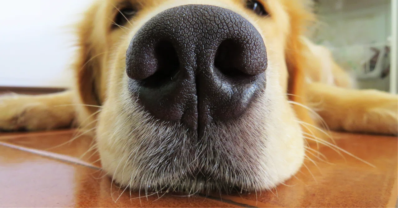 Is reverse sneezing in dogs really 'common'? Creating an environment ...