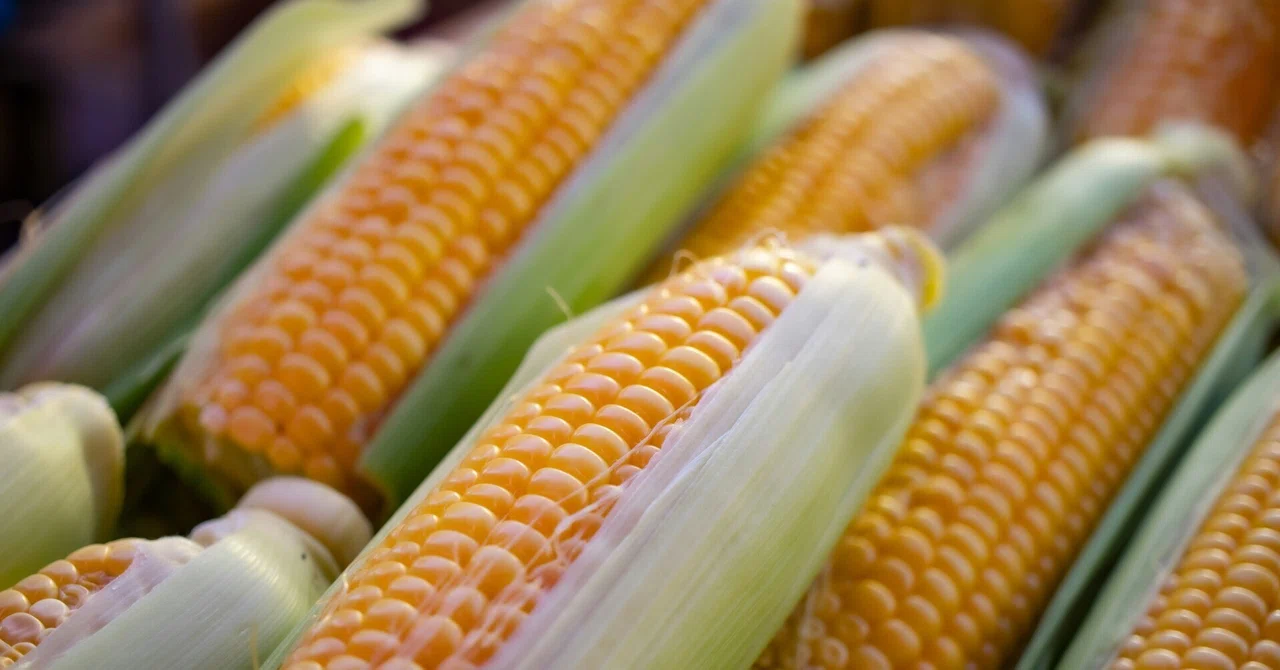 Are Humans Made of Corn? — An Irreplaceable Partner We Have Walked With ...