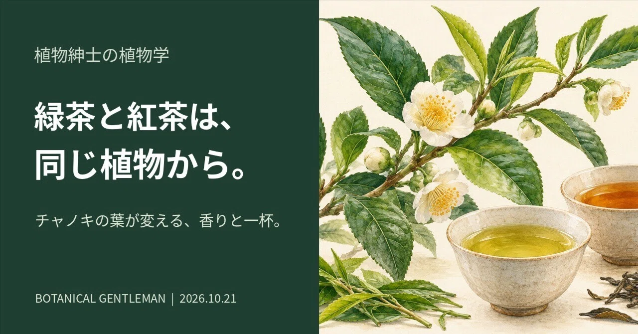 Green tea and black tea come from the same plant. — Knowing the tea ...