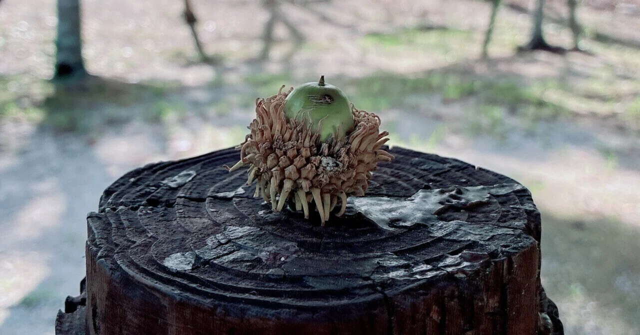 [3 years old] I tried planting the acorns we picked up｜おもち｜育児の記録💭｜