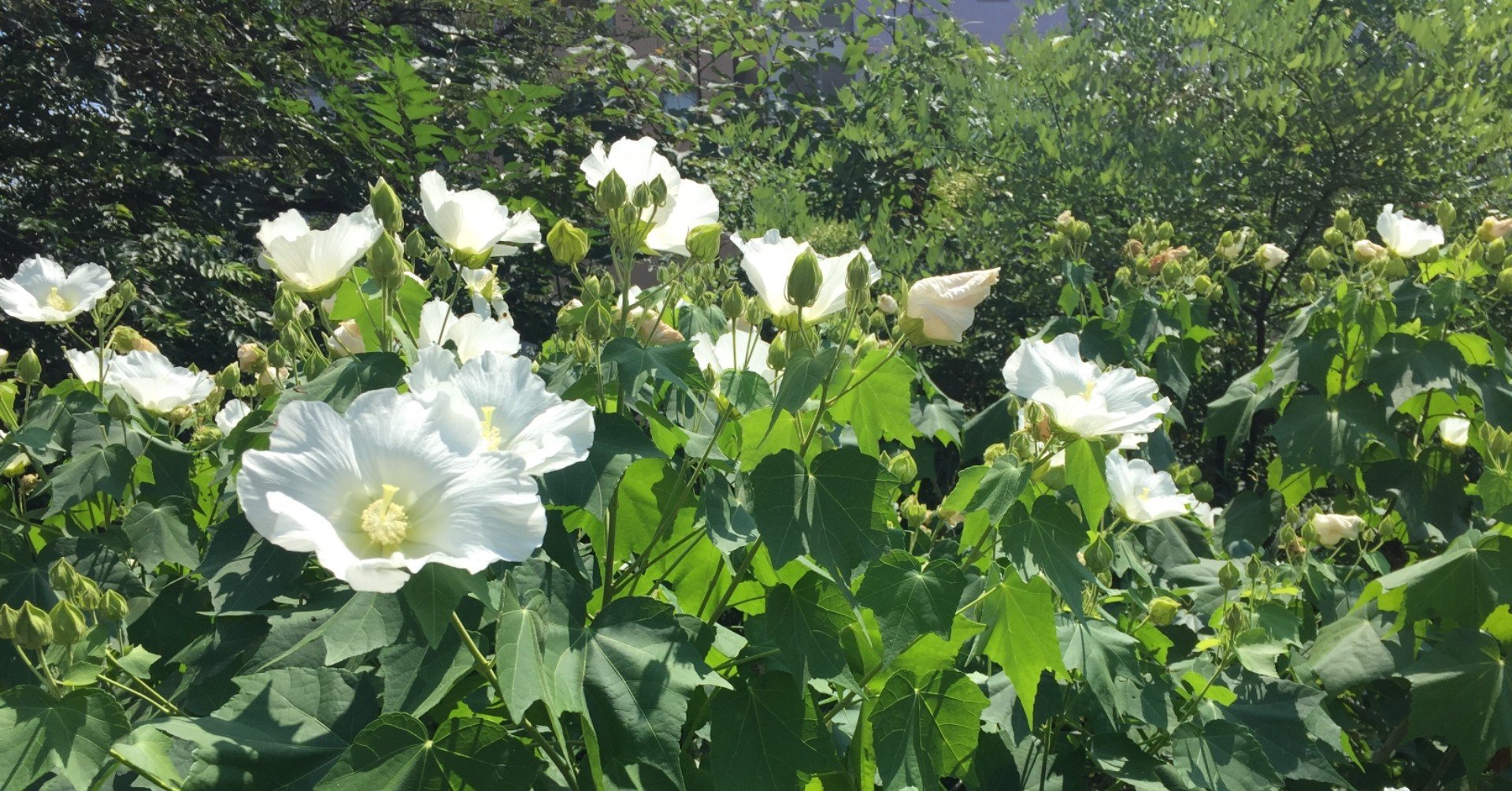 Phosphorescence 林家彦三 落語家 Note