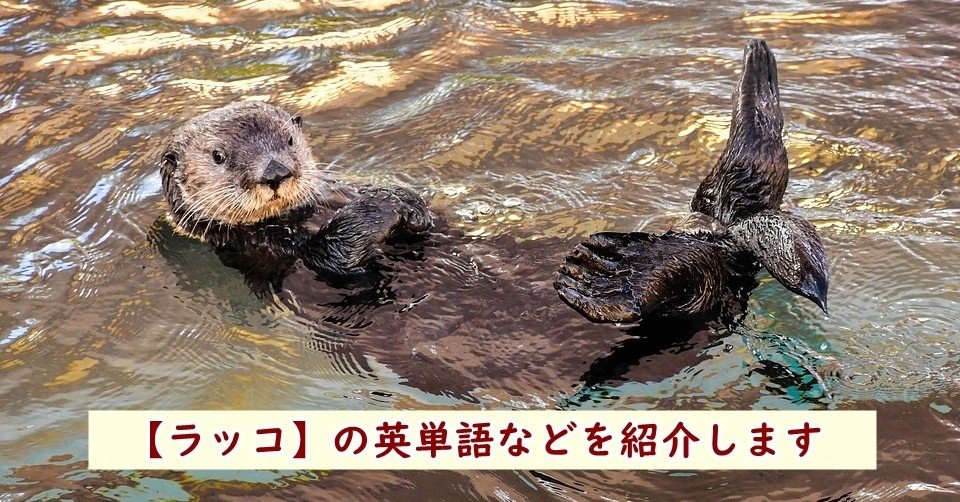 海の生き物 ラッコ の英単語 漢字 特徴の紹介 きむっち 継続で電子書籍3冊を出版した人 Note