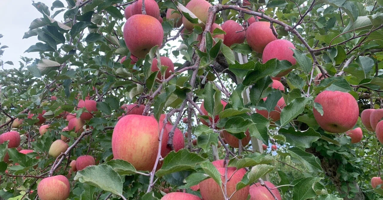 From Finishing Shinano Sweet Harvest to Rotating Fuji Apples - Healing ...