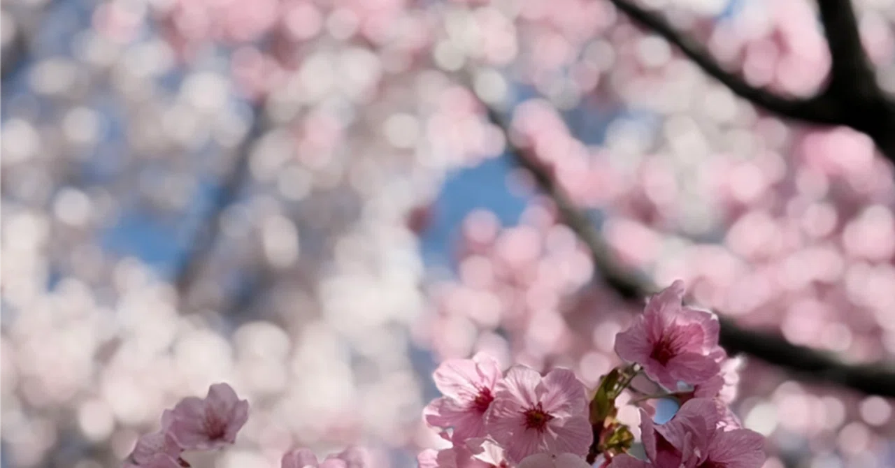 The Spring Scenery Being Repainted by Climate Change｜MG_climate