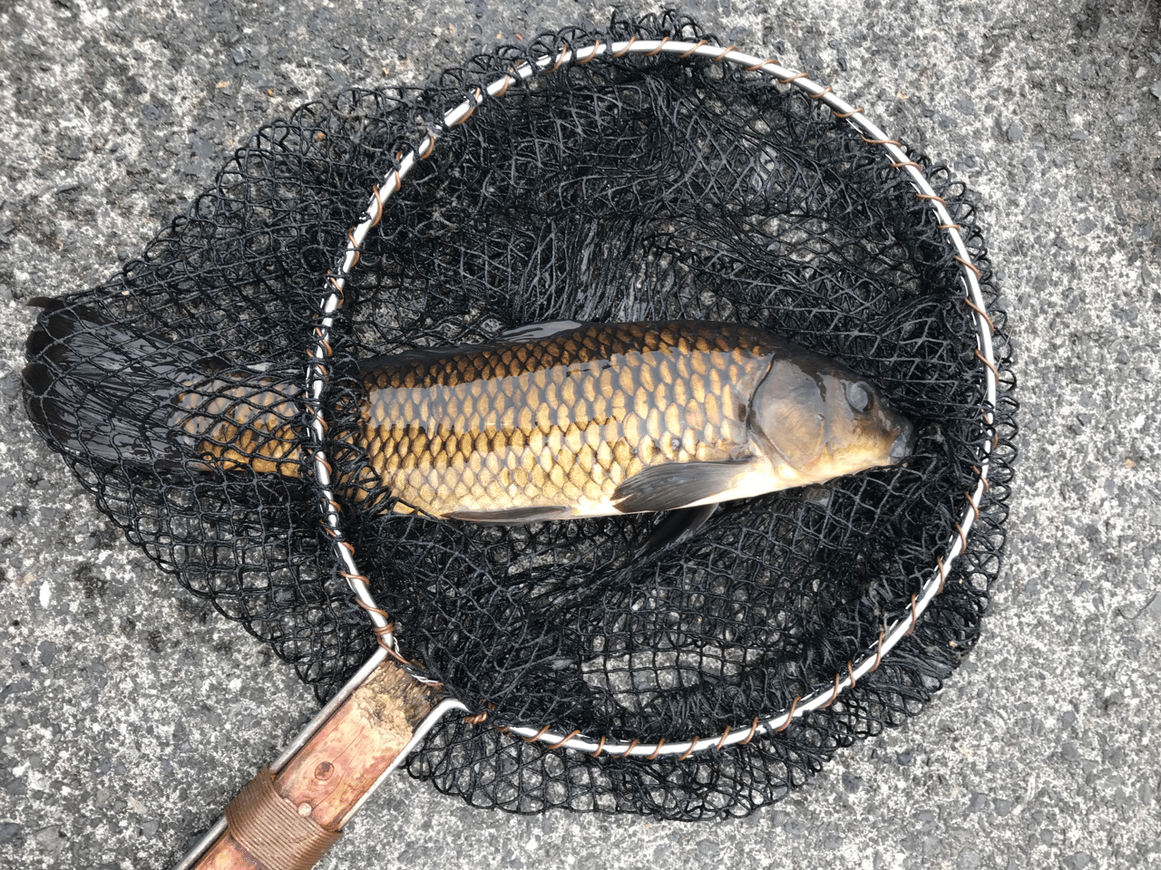 穴道湖特産 相撲足腰 とは 釣り 山阿呆の大学生 Note