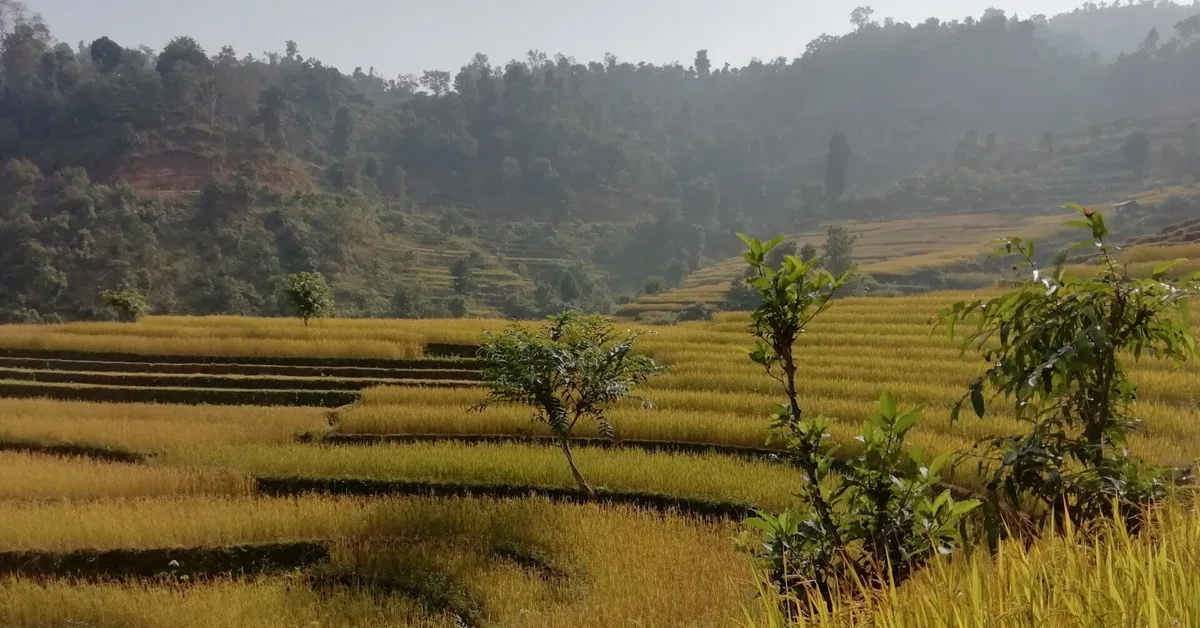 [#Delicious is the Beginning of Vitality] Host Mother's Dal Bhat｜日英 ...