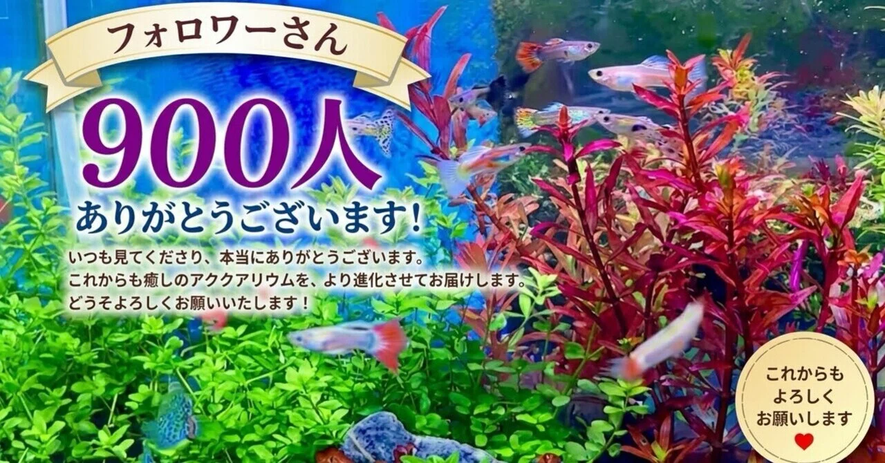 Enjoy My Stream Aquarium stream, 900 followers! I have decided on my future policy.|きみこ ...