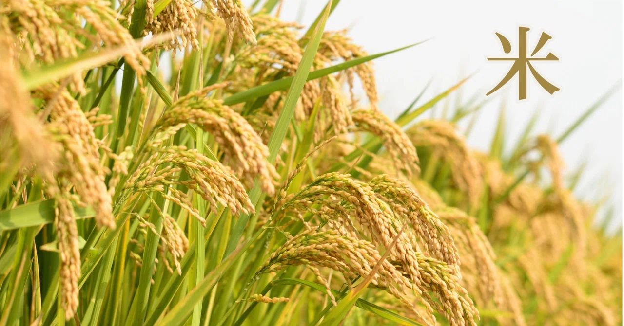 Brownb Rice The Birth of Brown Rice|緋実