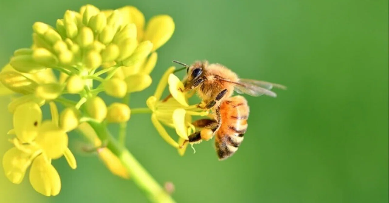Honeybees seem to hold meetings through dance. The world of beekeeping ...