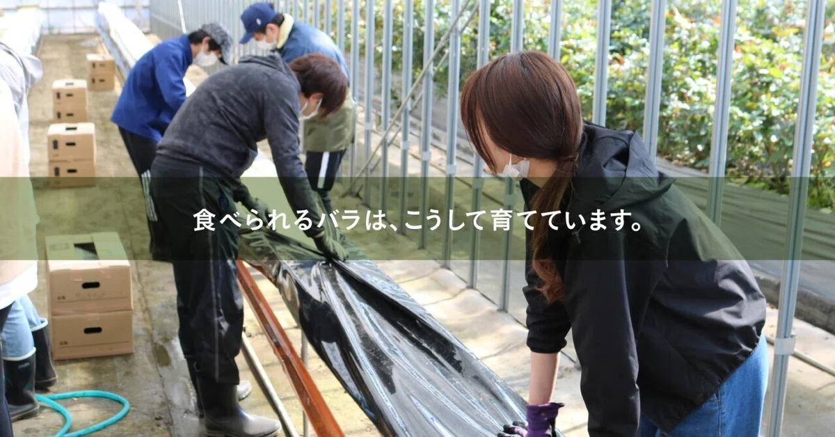This is how we grow edible roses.｜ROSE LABO（ローズラボ）【公式】