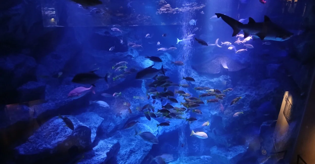 Don't just stop at 'the fish are pretty.' Aquariums are even more fun ...