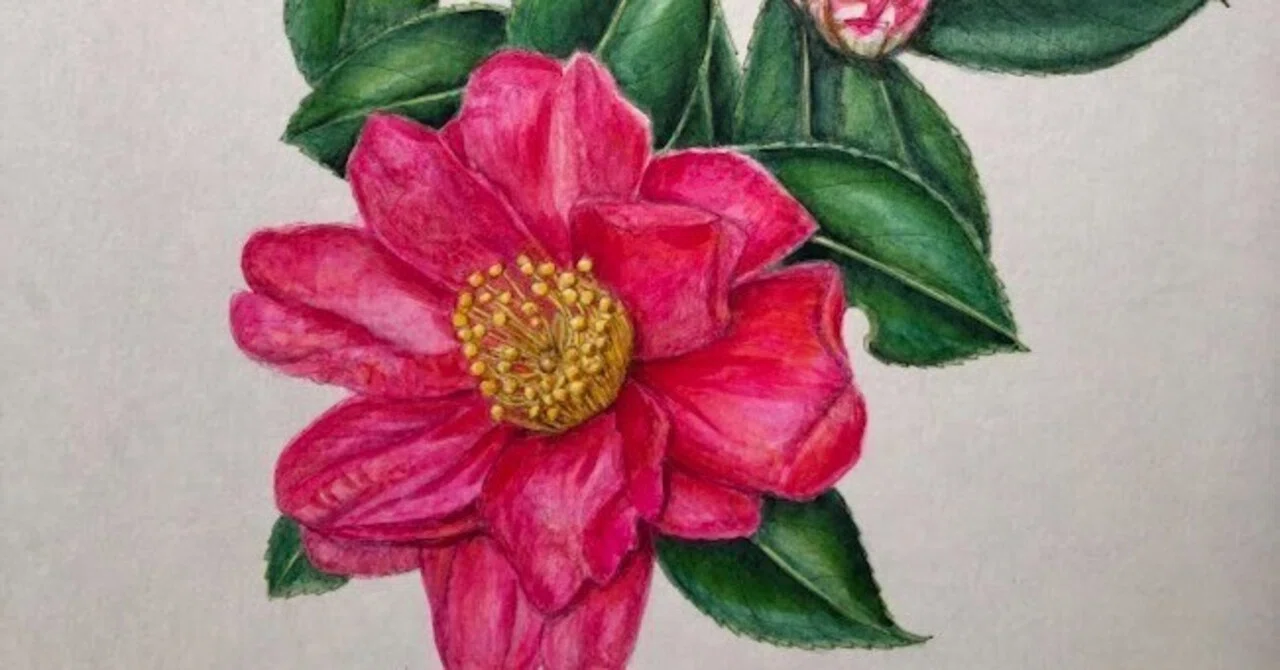 [Botanical Art] Depicting the Kan-tsubaki: A Winter Flower Between ...