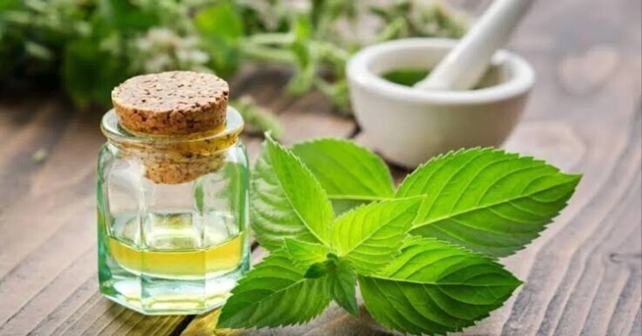 Peppermint Oil Industry Trends: Market Size Expected to Reach 195 ...