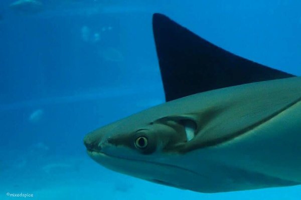 ウシバナトビエイ の新着タグ記事一覧 Note つくる つながる とどける