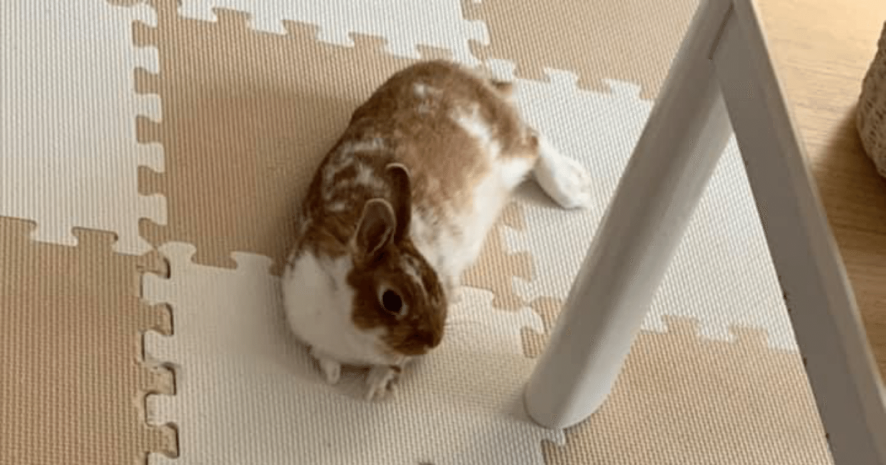 子うさぎちゃん ｍｉｍｉ Note