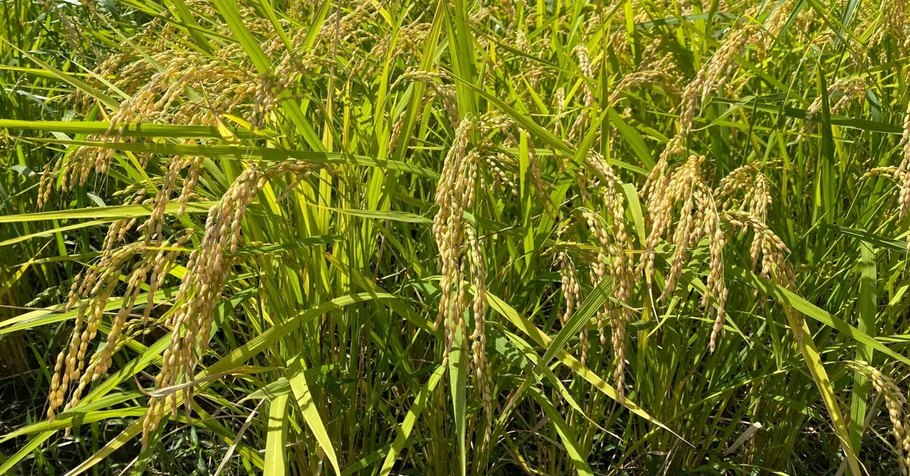 What does the 'nbo' in 'tanbo' mean? - A summary of rice trivia｜GARYO