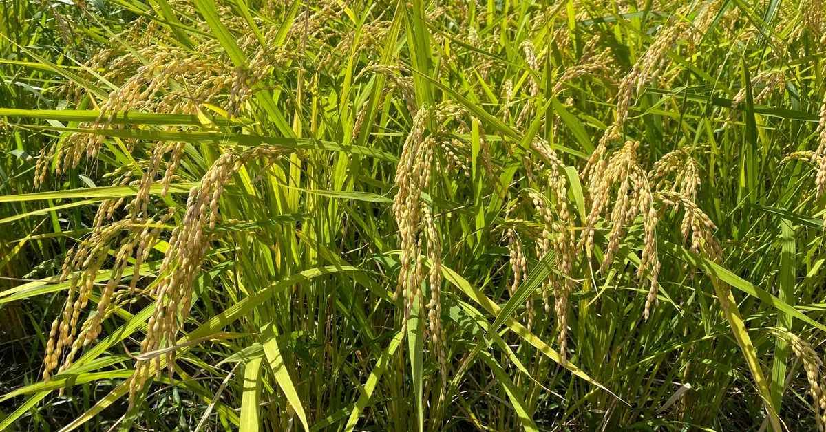 Sujeck Rice What does the 'nbo' in 'tanbo' mean? - A summary of rice trivia|GARYO