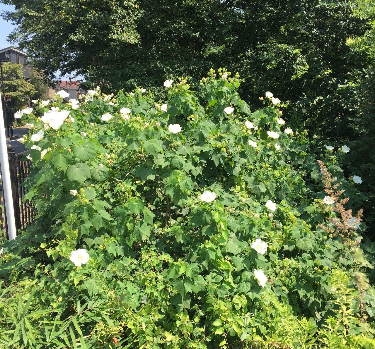 Phosphorescence 林家彦三 落語家 Note