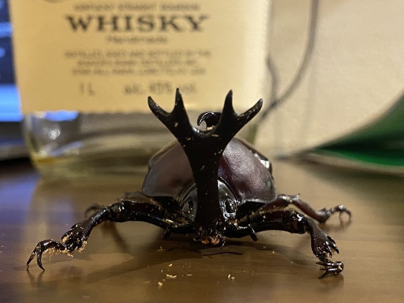 85mm超えの特大サイズ カブトムシ を捕まえた Noriaki Kawanishi 黒崎base半農style Note