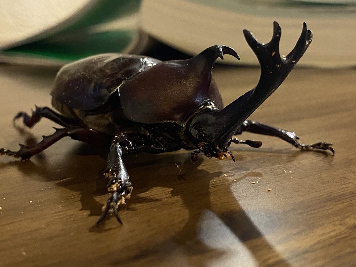 85mm超えの特大サイズ カブトムシ♂を捕まえた｜Noriaki Kawanishi
