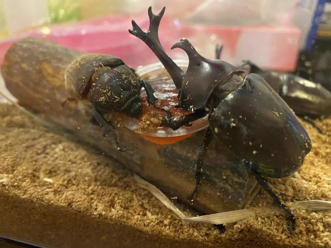 85mm超えの特大サイズ カブトムシ♂を捕まえた|Noriaki Kawanishi 85mm超えの特大サイズ カブトムシ♂を捕まえた|Noriaki Kawanishi