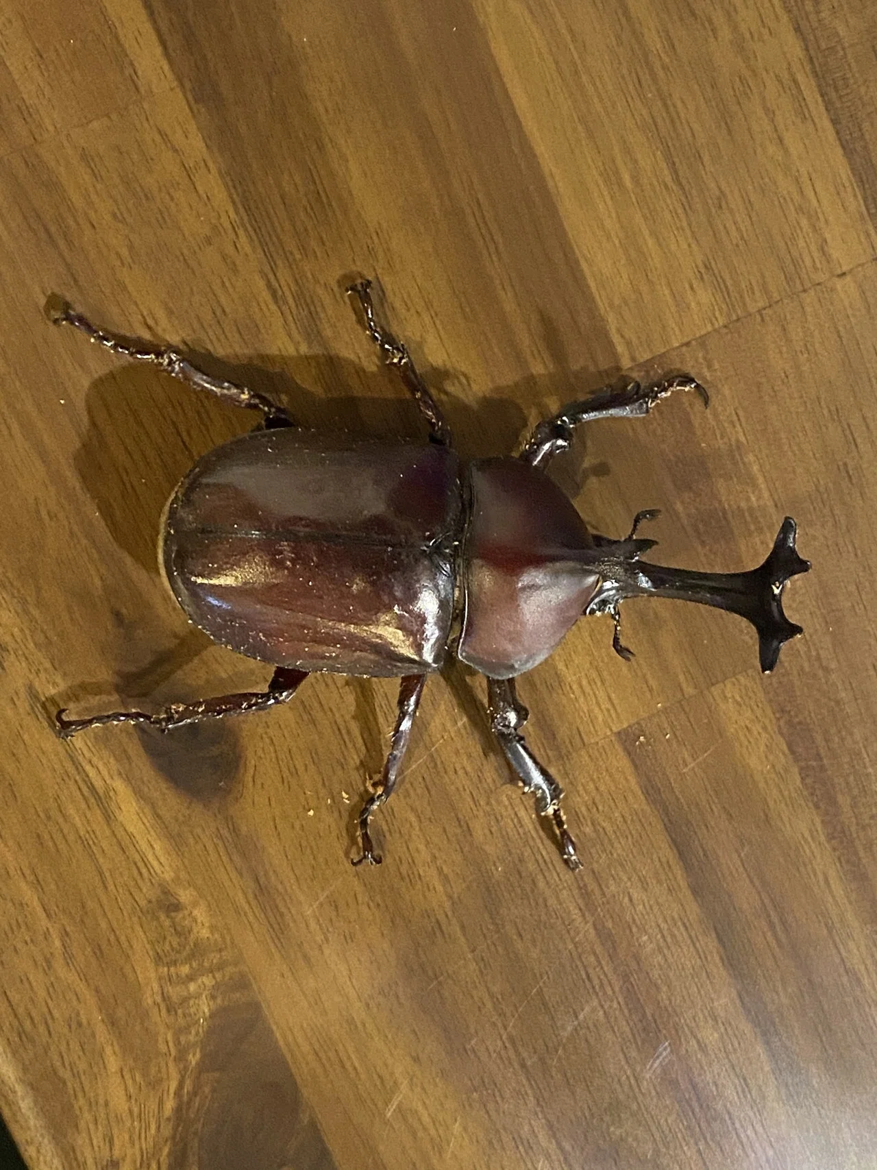 85mm超えの特大サイズ カブトムシ♂を捕まえた|Noriaki Kawanishi 85mm超えの特大サイズ カブトムシ♂を捕まえた|Noriaki Kawanishi