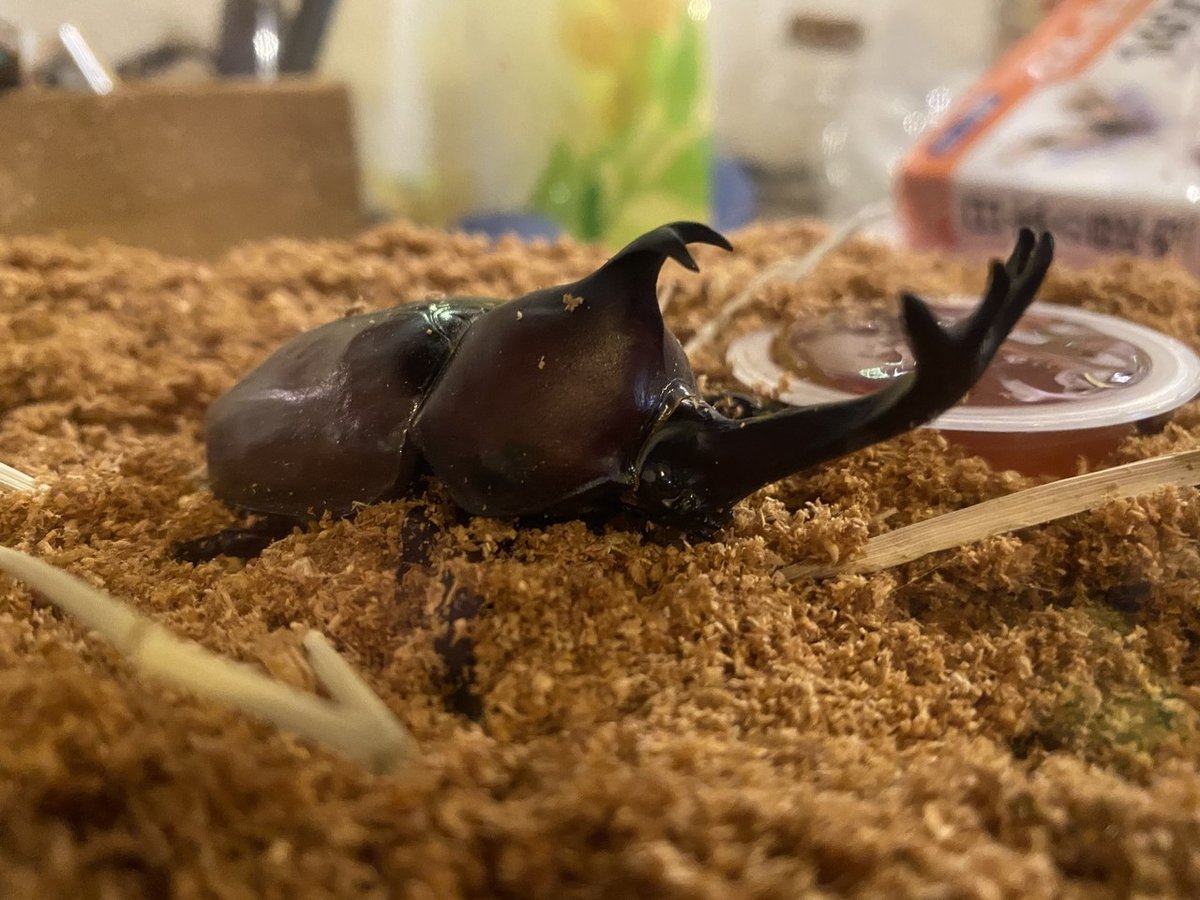 85mm超えの特大サイズ カブトムシ♂を捕まえた｜Noriaki Kawanishi