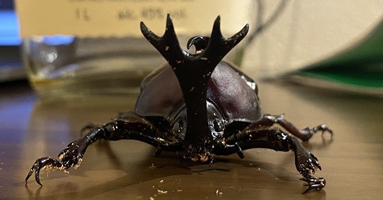 カブトムシ 85mm超えの特大サイズ カブトムシ♂を捕まえた｜Noriaki Kawanishi