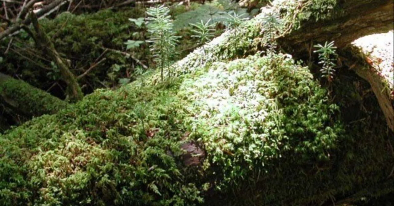Primeval Forest 038 Shadow and Light｜あべべ
