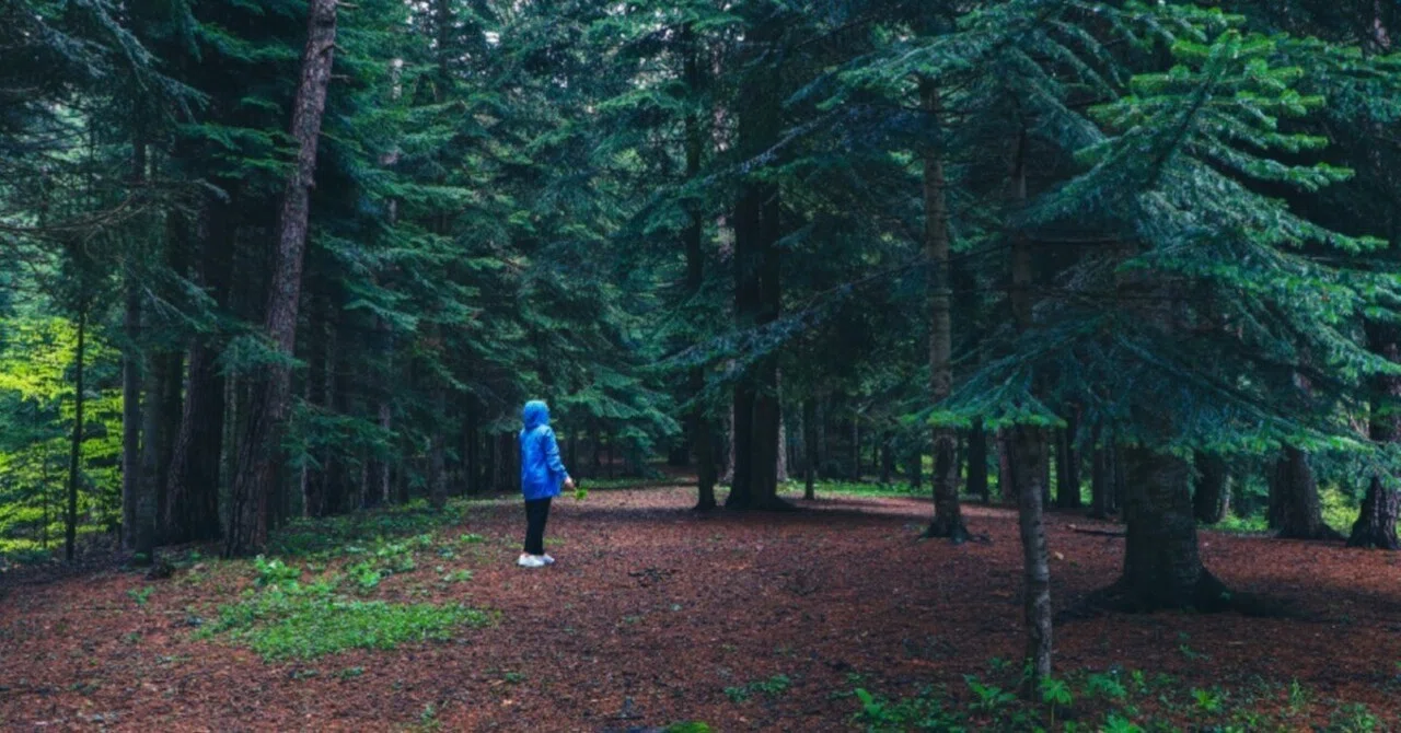 The Little Fir Tree That Lamented Not Having What It Already Had｜komorebi