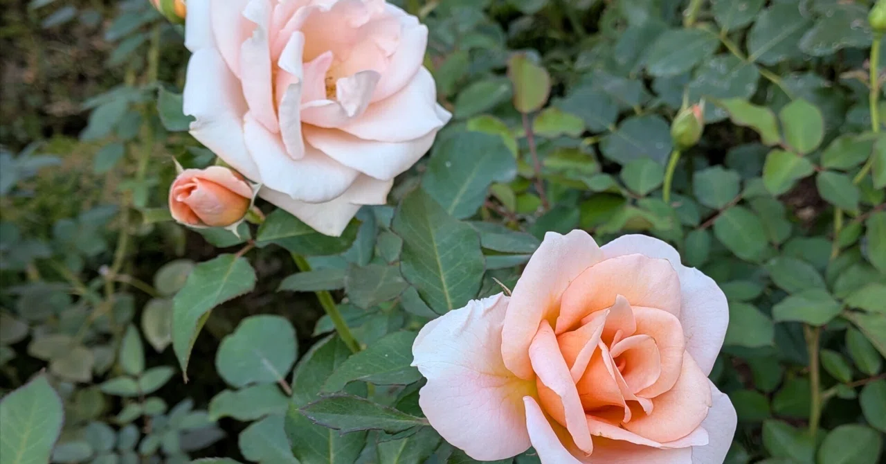 Kyu-Furukawa Gardens in Autumn | An Afternoon Enjoying Roses and Music｜comi