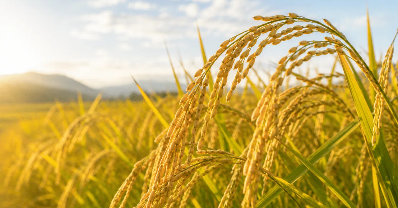 Golden Rice Ears Protect the Nation｜さかなやユウキ