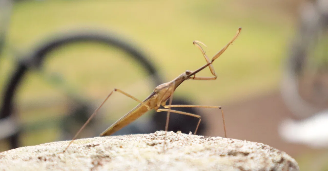 October 2026 Aquatic Insect Collection｜だっち