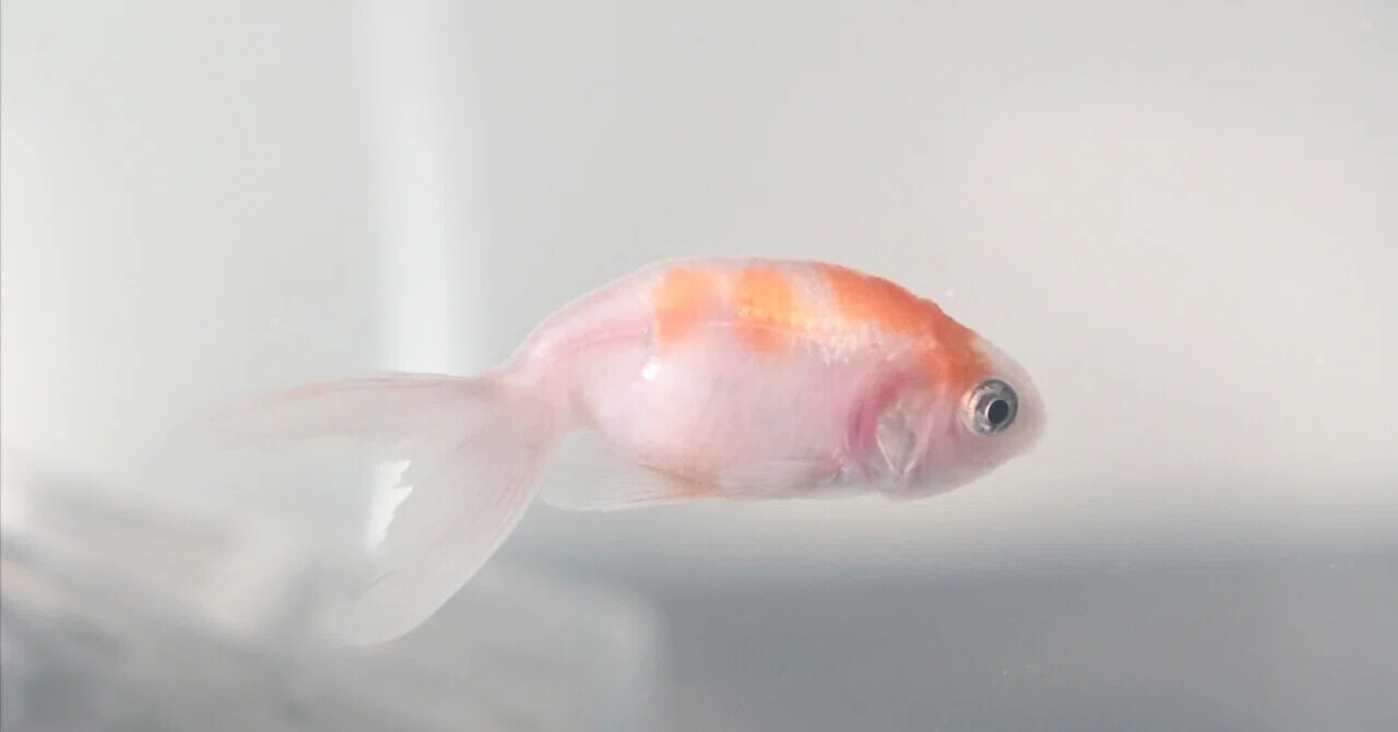 15 Goldfish Kept, 2 Lost, and the Reasons Why｜サチ