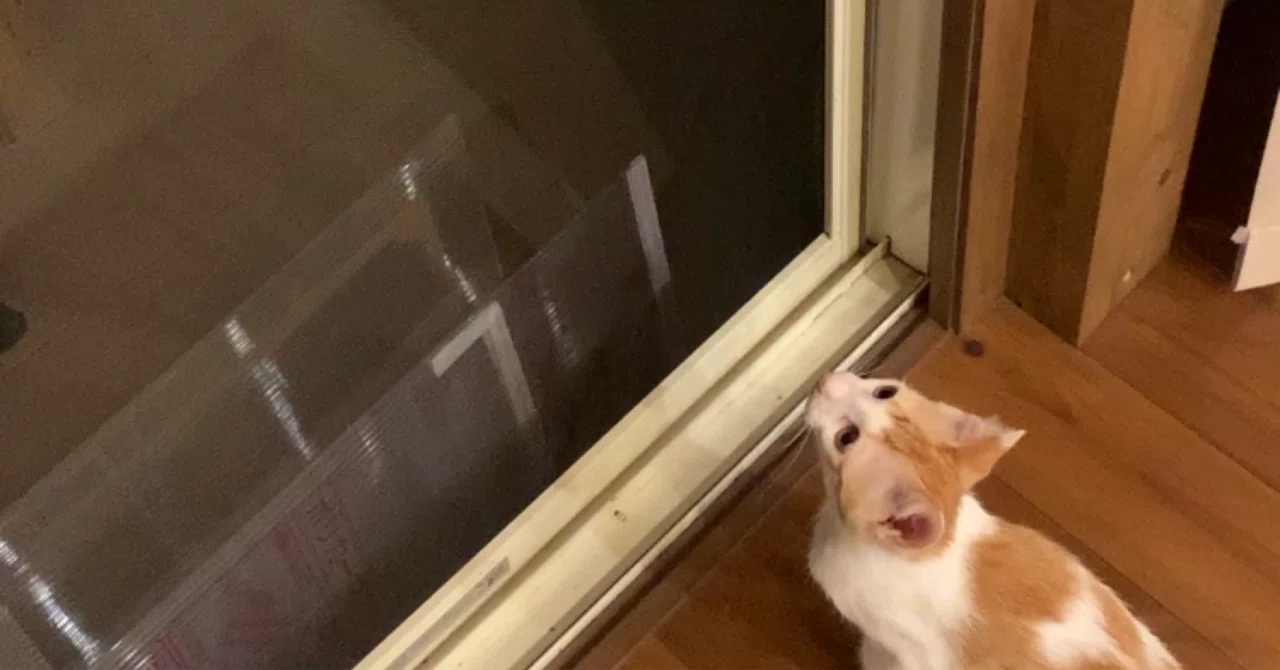 #74 Beyond the screen door, there is a world I don't know. ~Latte's ...
