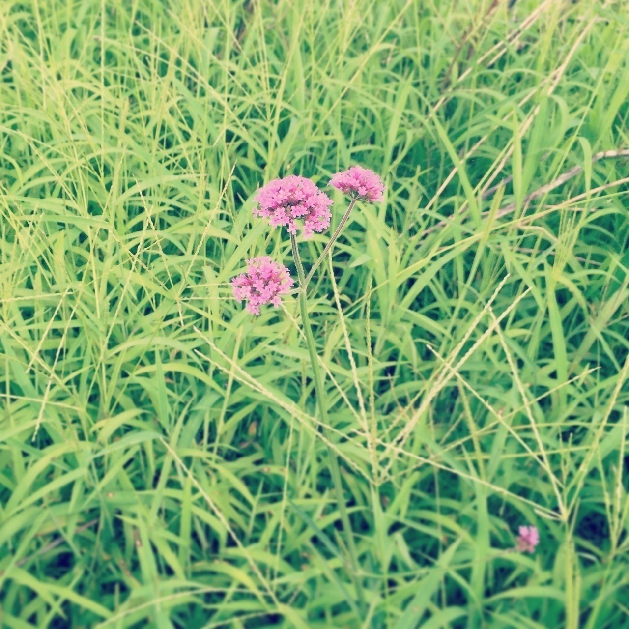 草むらに花 廉月 Note