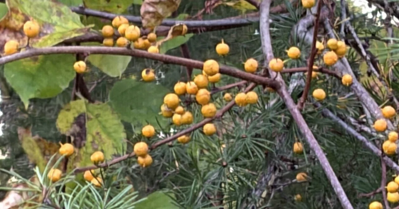 Celastrus orbiculatus｜霧野悠羅